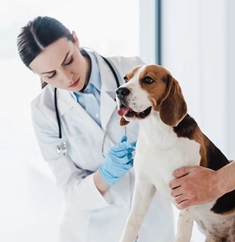 Tavşanlı Veteriner